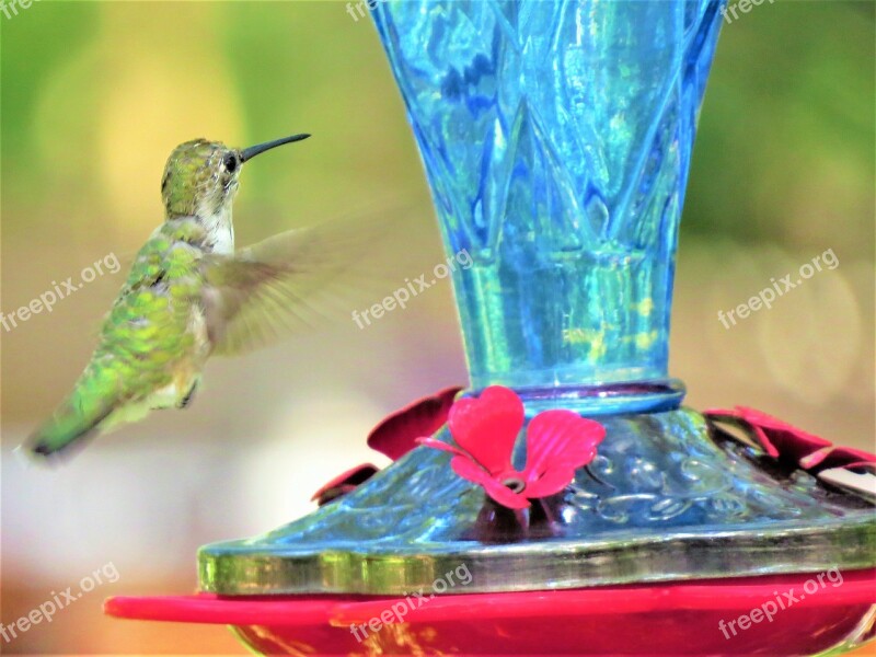 Humming Bird In Flight Green Blue Red