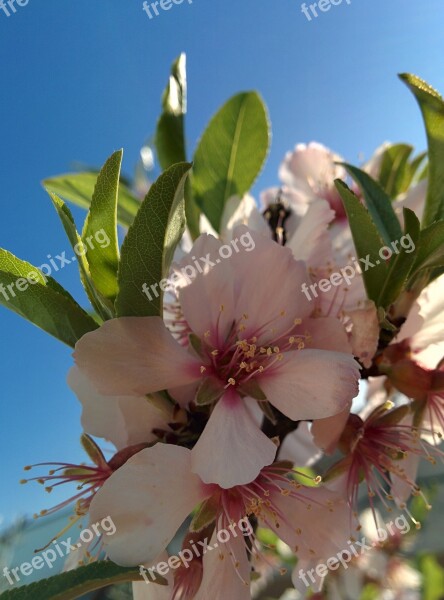 Flower Almond Tree Spring Flowers Flowery