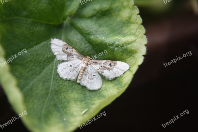 Butterfly Motte Owls White Summer