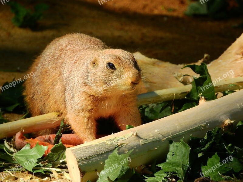 Black-tailed Prairie Dog Cynomys Ludovicianus North American Fauna Rodents Free Photos