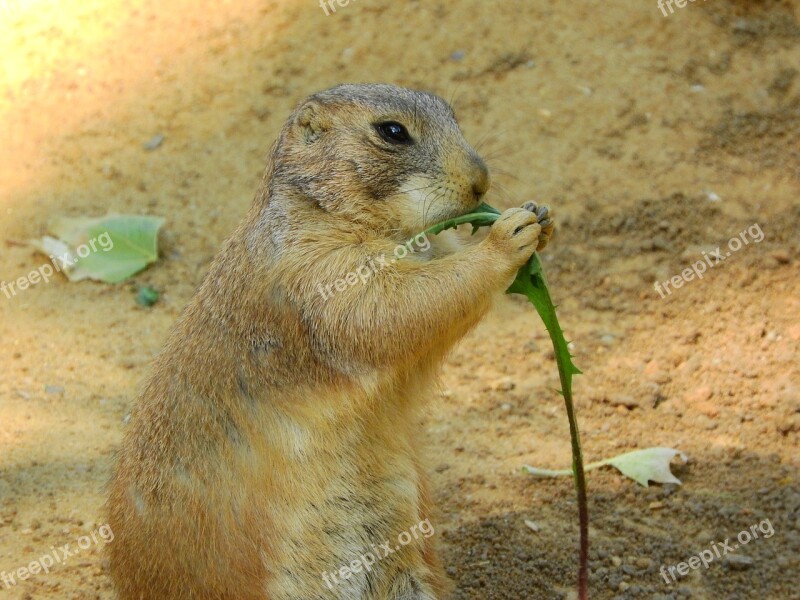 Black-tailed Prairie Dog Cynomys Ludovicianus Om-nom-nom North American Fauna Rodents