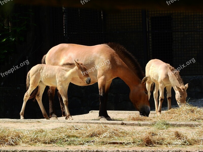 Przewalski's Horse Equus Przewalskii Wild Horses The Prague Zoo Mongolian Horse