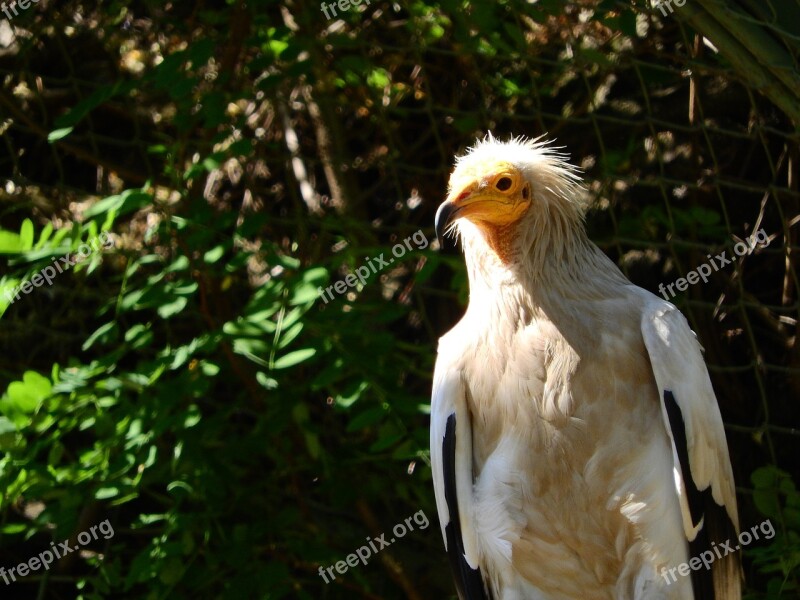 European Honey-buzzard Neophron Percnopterus Sup Free Photos