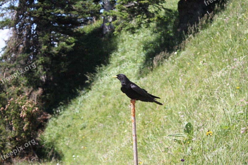 Bird Black Switzerland Bergdohle Nature