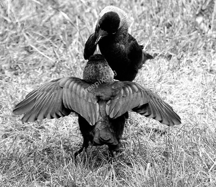 Jackdaw For Feeding Young Animals Black White Hunger Meal