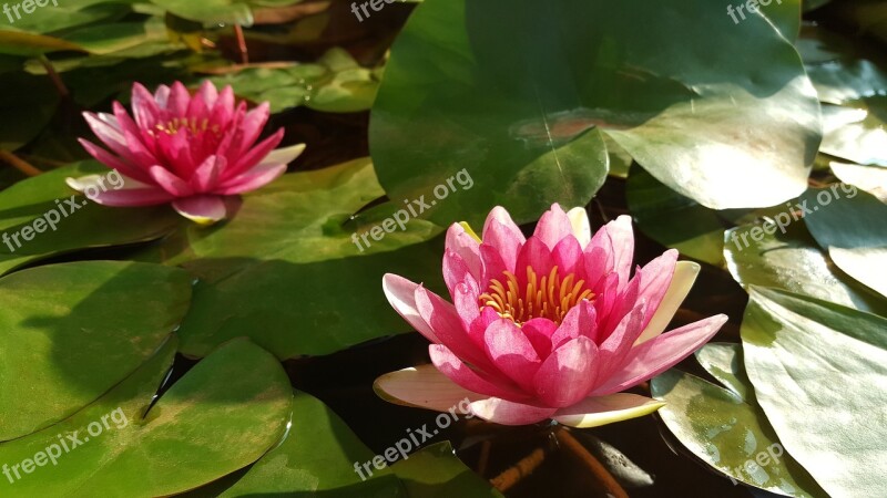 Red Lotus Nymphaea Alba Red Morning Plant