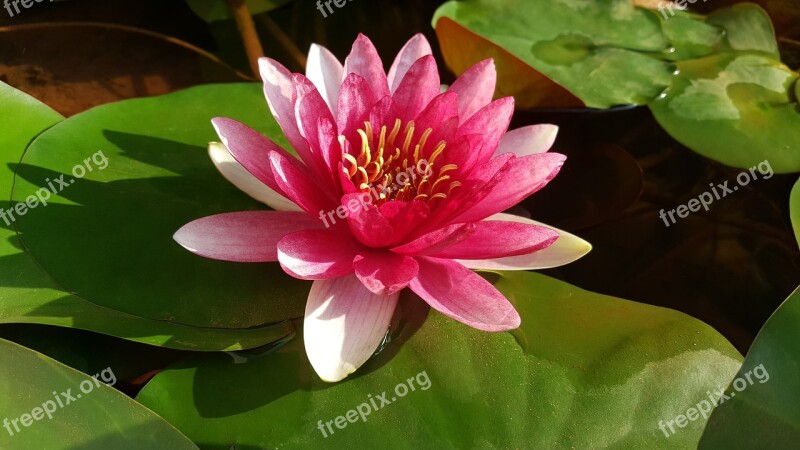 Red Lotus Nymphaea Alba Red Morning Plant