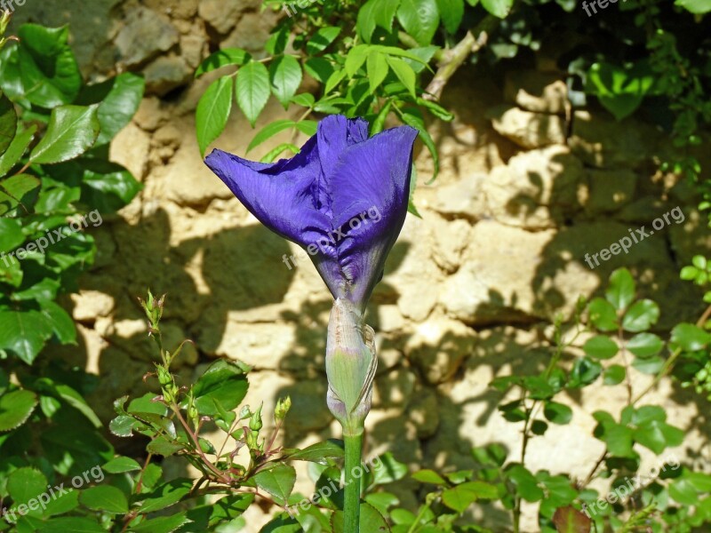 Iris Purple Flower Garden Violet