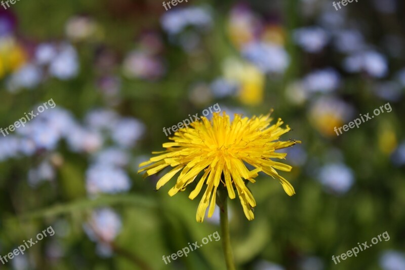 Flower Field When Closeup Nature