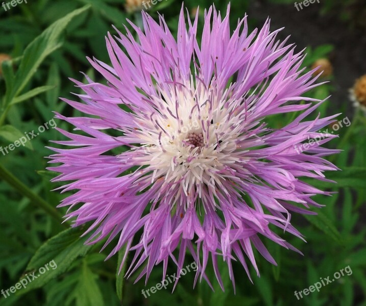 Flower Garden Monastery Garden Summer Blossom