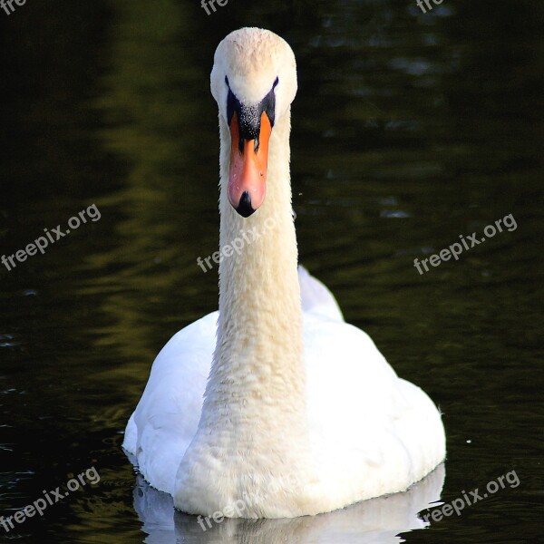 Swan Mute Swan Water Bird Nature Swans