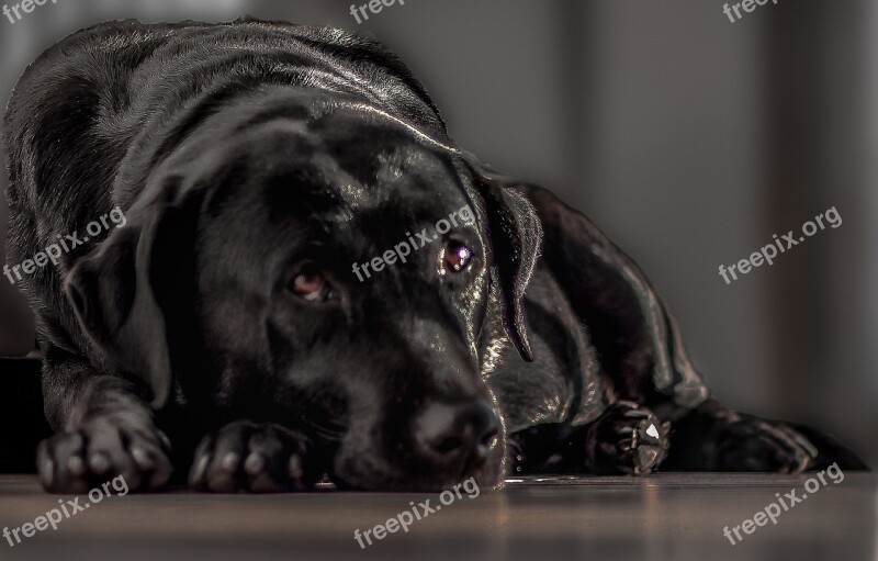 Labrador Black Dog Female Dog Brazil