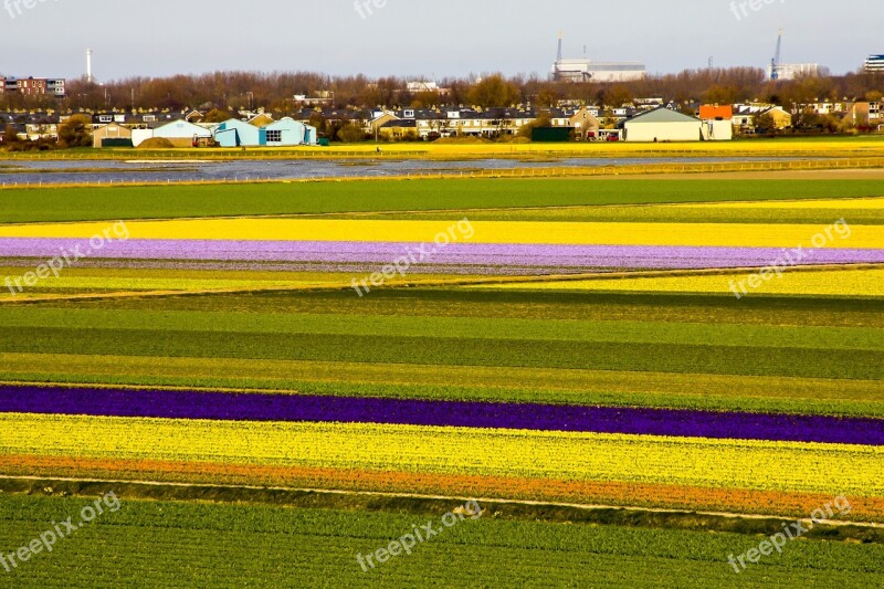 Flowers Field Field Of Flowers Colorful Free Photos