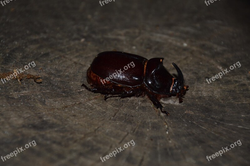 Nature Animal Beetle Rhinoceros Beetle Insect