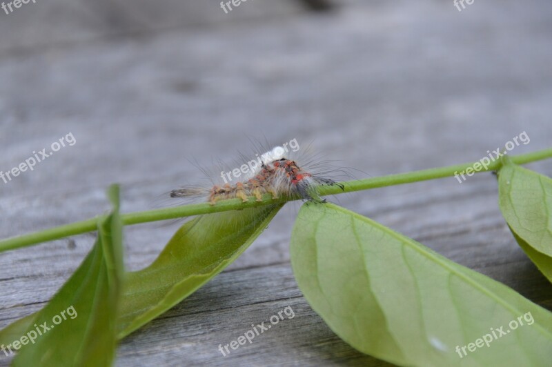 Insect Caterpillar Nature Leaf Hairy