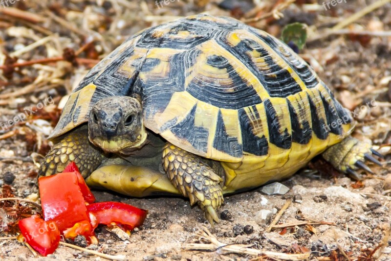 Turtle Tortoise Animal Greek Tortoise Panzer