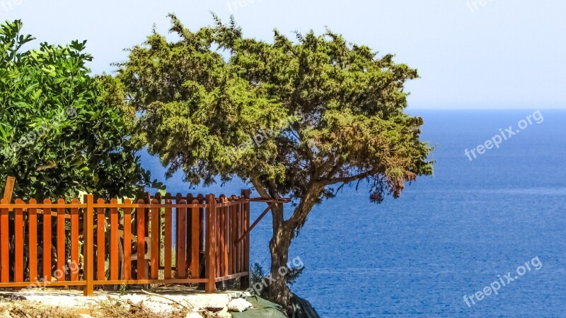 Tree Sea Cliff Landscape Blue