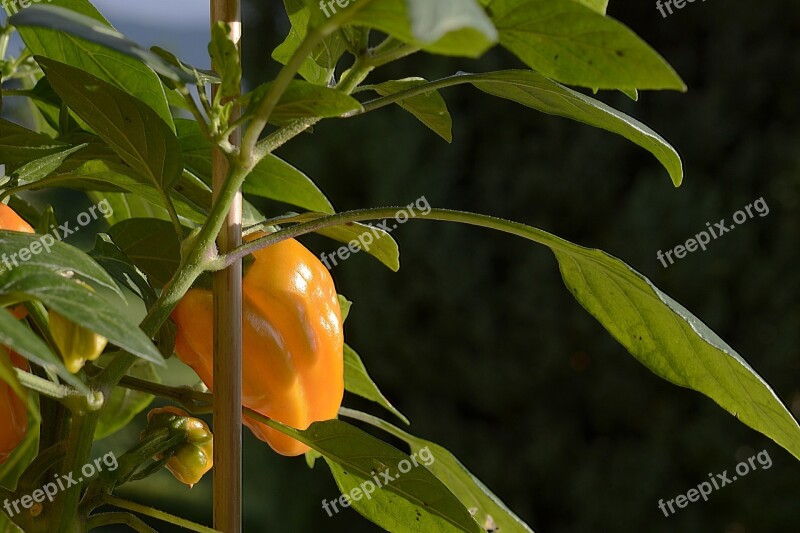 Paprika Pepperoni Vegetables Sharp Orange