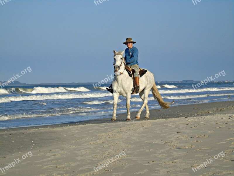 Horse Beira Mar Beach Knight Free Photos