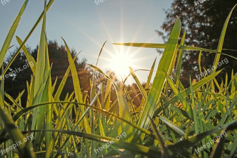 Meadow Grass Nature Green Grasses