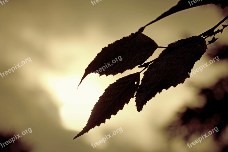 Leaf Construction Grass Meadow Nature