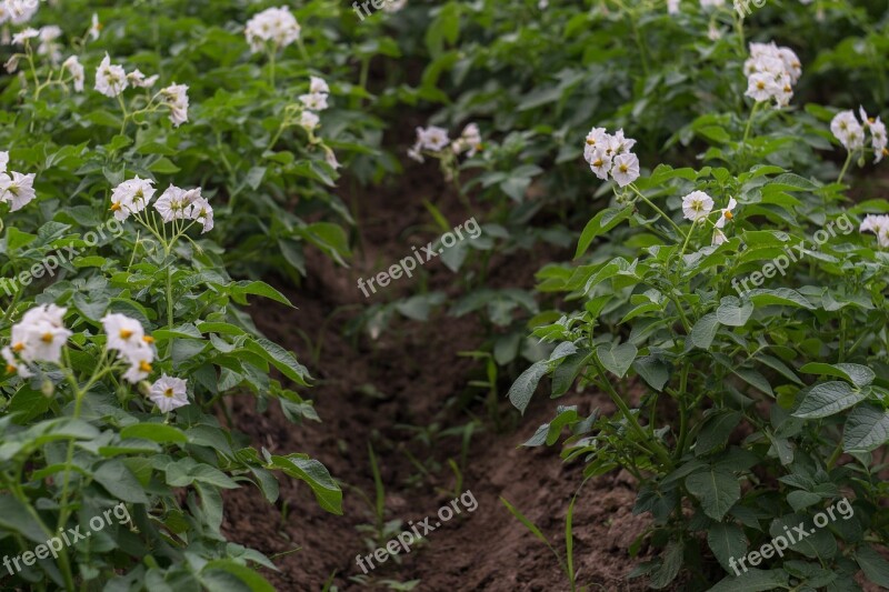 Potato Field Potatoes Blooming Potatoes Flowers Shoots