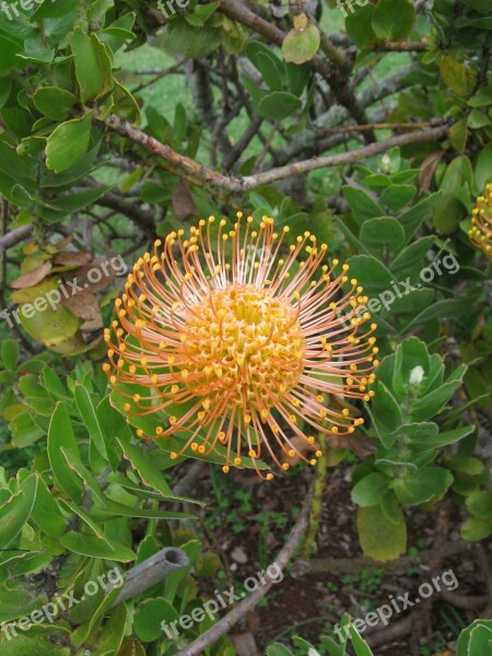 Madeira Plant Blossom Bloom Protea