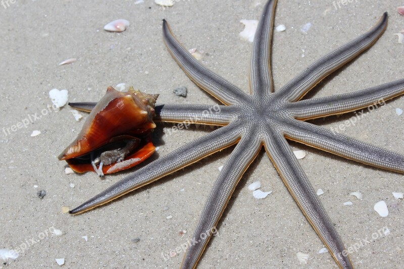 Animals Beach Starfish Nature Sea