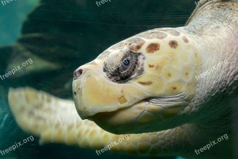 Turtle Ocean Nature Tropical Water