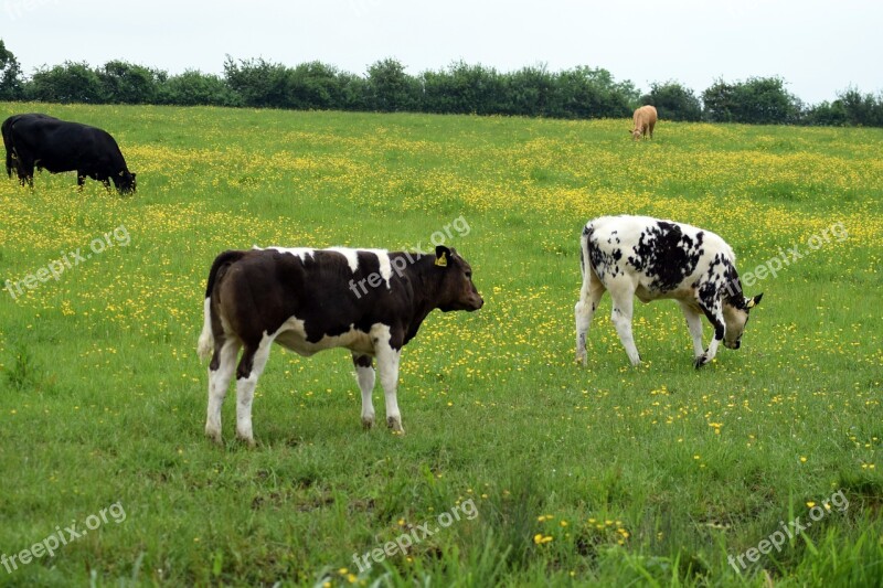 Cow Farm Animal Closed Nature Pasture