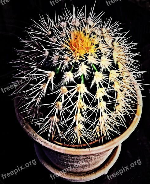 Cactus Plant Ball Cactus Succulent Green