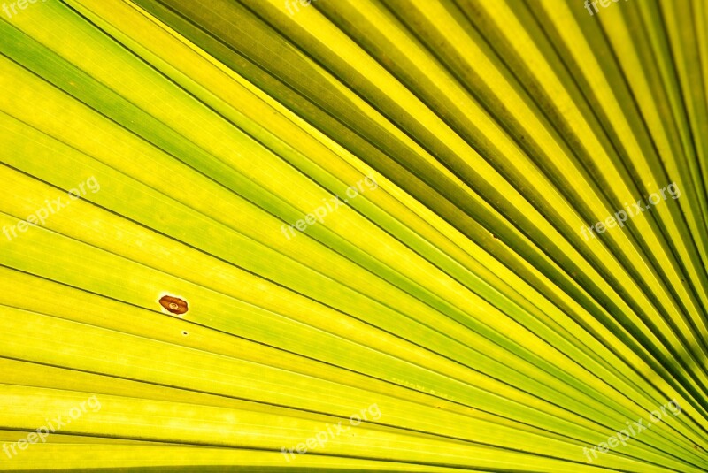 Palm Trees Palm Leaves Palm Green Leaf