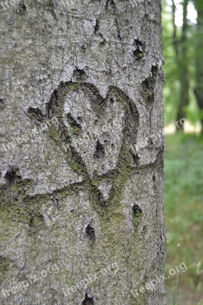 Herz Symbol Baum Liebe Liebesbotschaft