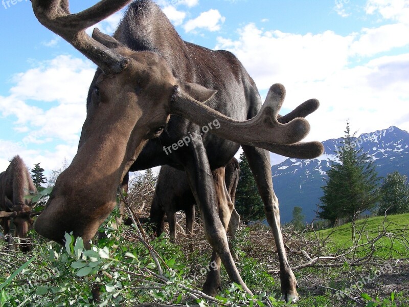 Moose Alaska Animal Wildlife Nature