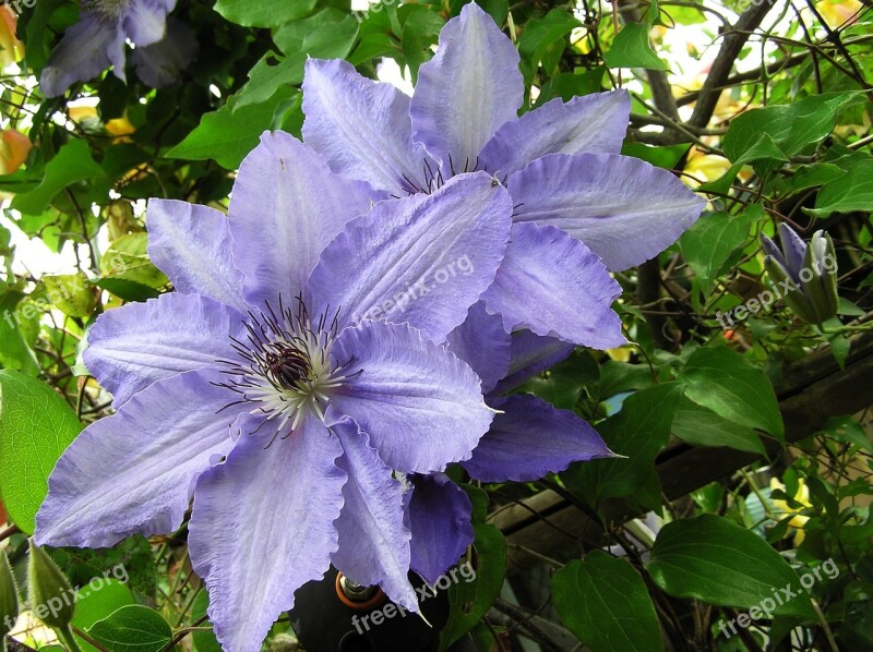 Mauve Climbing Flower Free Photos