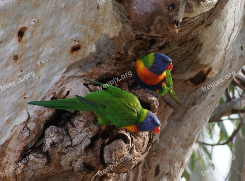 Parrots Pair Gumtree Free Photos