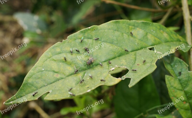 Nature Saudi Risaralda Colombia Free Photos