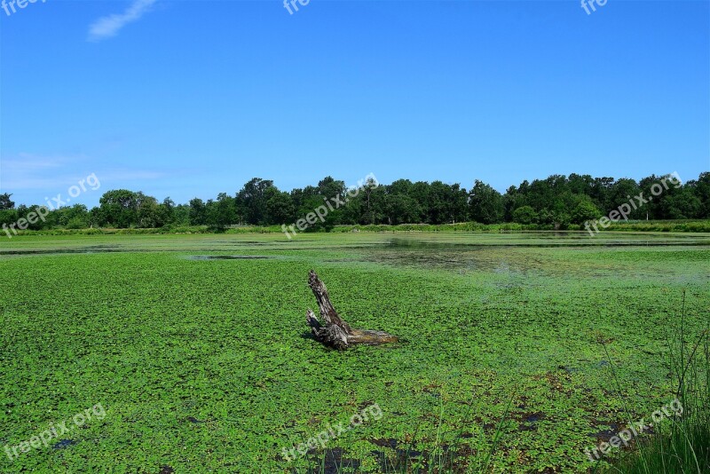 Pond Marsh Green Water Nature