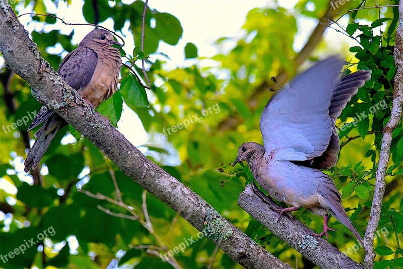 Mourning Dove Birds Wildlife Nature Animal