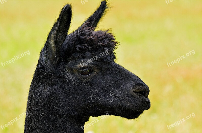 Alpaca Black Face Portrait Blond