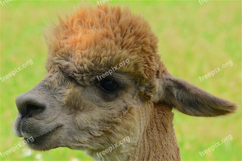 Alpaca Fuzzy Face Portrait Blond