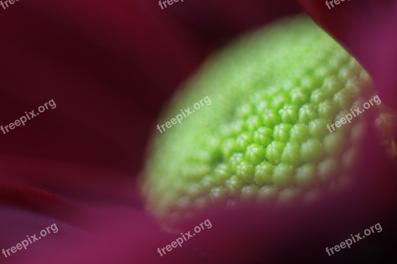 Macro Flower Nature Garden Plant