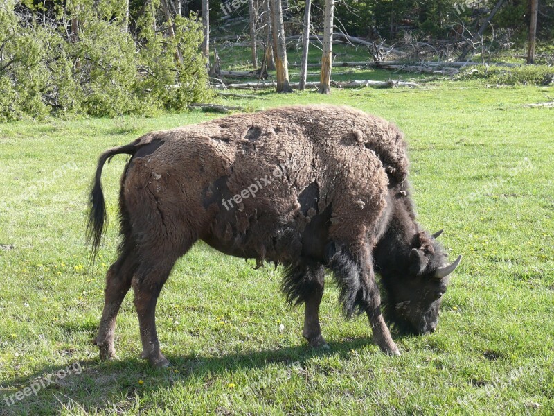 Bison American Buffalo Wildlife Nature Wild