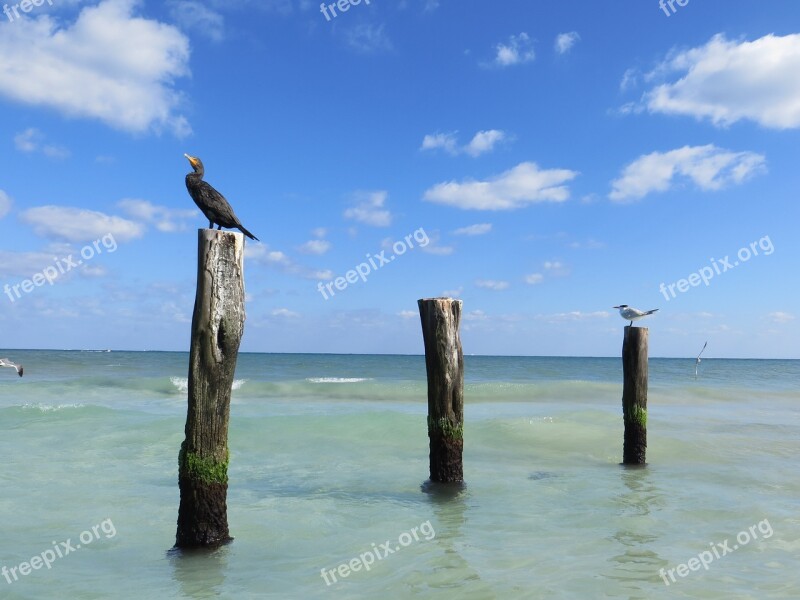 Sea Birds Cormorant Posts Sea Coast