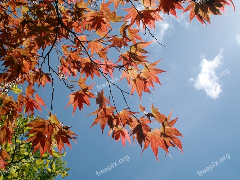 Bodnant Gardens Tree Leaves Sky Blue