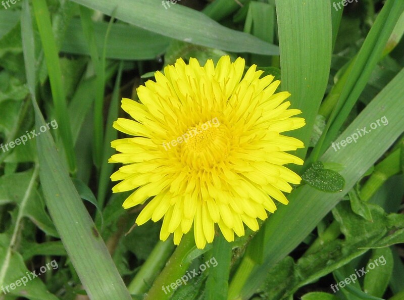 Common Dandelion Taraxacum Officinale Lawn Weed Moneymore Ontario