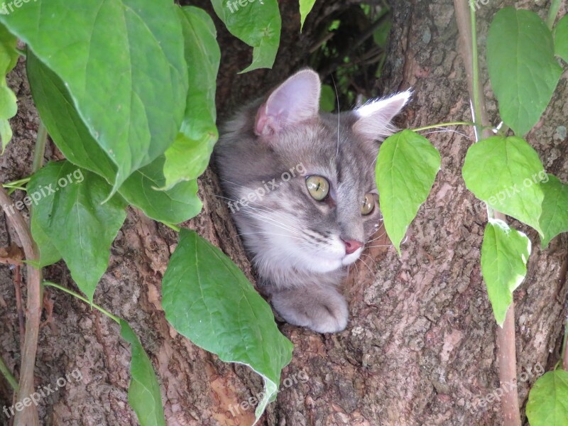 Cat Head Grey Tree Leaves