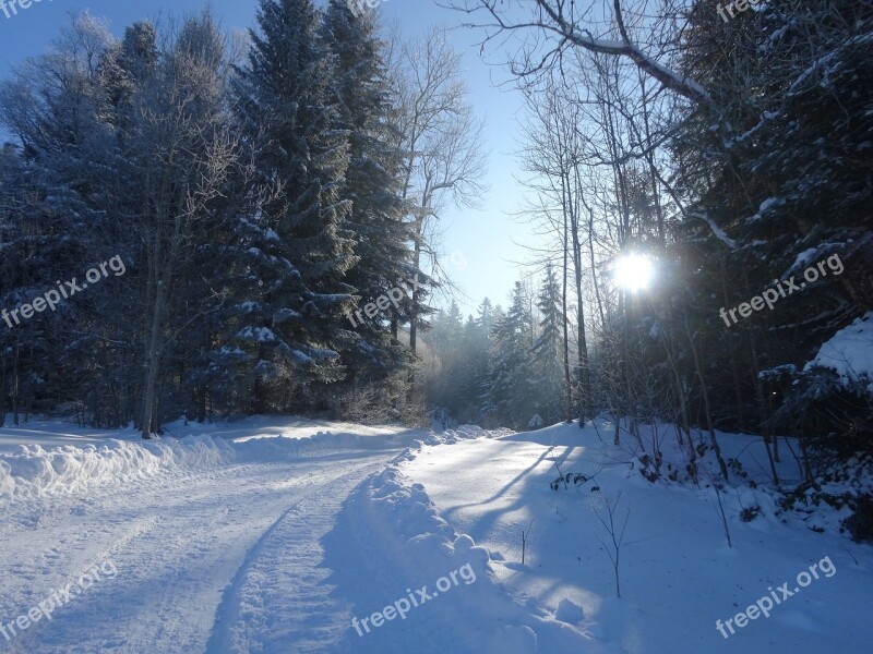 Winter Wonderland Winter Landscape Snow Walk Free Photos