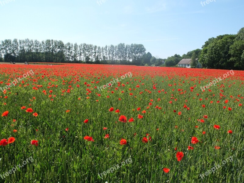 Poppy Alnarp Skåne Sweden Go