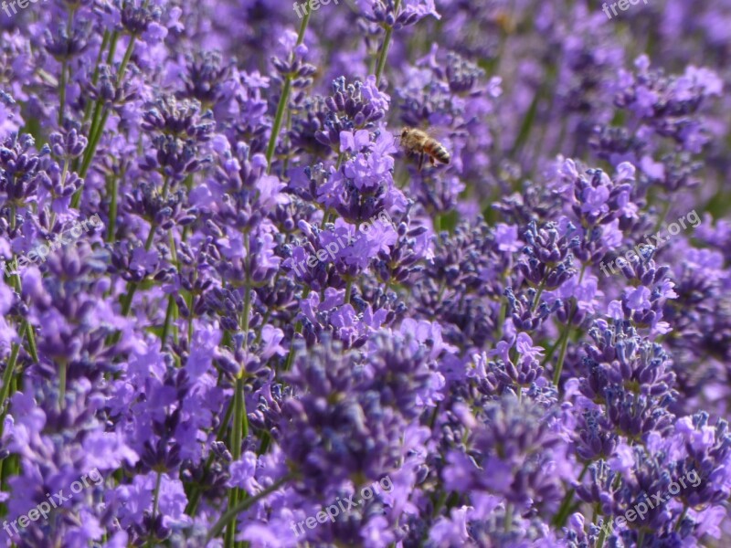 Lavender Purple Purple Flowers Lavender Fields Free Photos